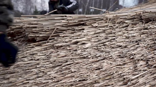 Reed roof. The master makes reed roof.