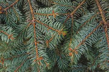 Naklejka na ściany i meble Fir-tree green branches as a perfect holiday decoration