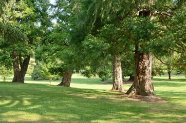 Trees in grass park in Pamplona, Spain