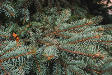 Naklejka na ściany i meble Fir-tree green branches as a perfect holiday decoration