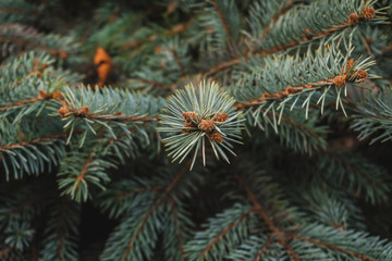 Fir-tree green branches as a perfect holiday decoration