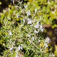 (Rosmarinus officinalis) Aromatisch Blühender Rosmarin mit braun und aufrecht Äste, abblätternde Rinde, kleine blaue Blüten in 