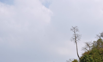 big tree on mountain in forest on bright sky background
