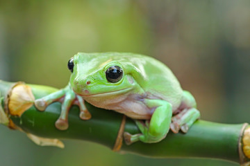Fototapeta premium green tree frog, dumpy frog