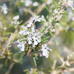(Rosmarinus officinalis) Blühender Rosmarin in Provencal Buschland