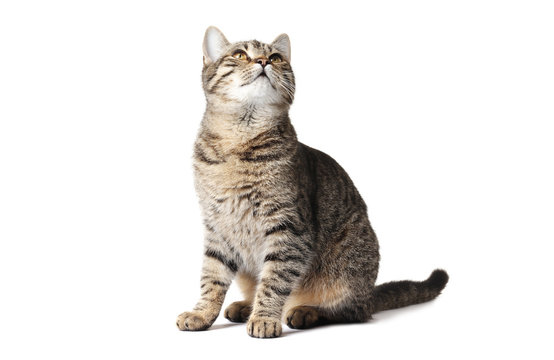Young cat isolated on white background