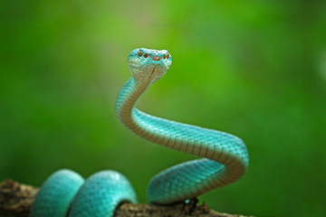 blue viper snake, venomous and poisonous snake