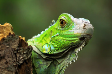 Green iguana on branch, animal closeup 