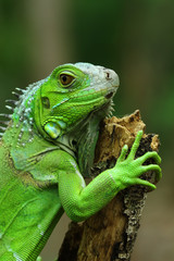 Naklejka na ściany i meble Green iguana on branch, animal closeup 