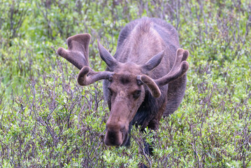 Shiras Moose in Colorado. Shiras are the smallest species of Moose in North America