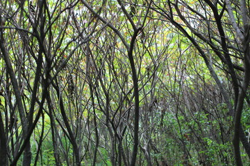 Fototapeta premium Sumac Forest