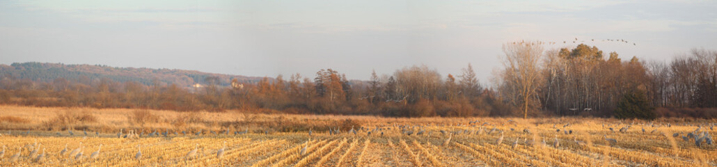 Sandhill Cranes in Corn Panorama