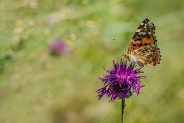 Colorful painted lady butterfly sitting on purple knapweed growing in a meadow on a summer day. Blurry green background. Space for text.