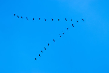 A wedge of cranes flying away to warmer climes. Teamworking, leadership concept. Copy space