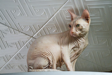 A big bald cat with blue eyes sits high on the closet.