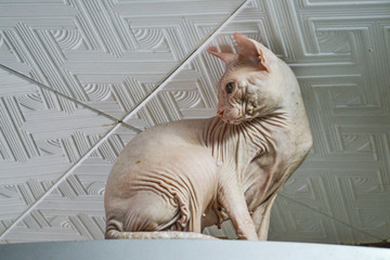 A big bald cat with blue eyes sits high on the closet.