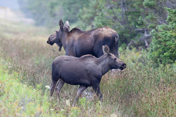Mama Moose And Calf