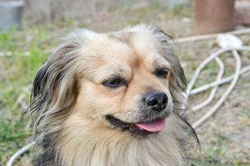  A red-haired pikinese dog with a Japanese chin looks cute. Selective focus.