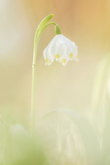 Spring Snowflake flower, natural environment, close up, isolated, Leucojum vernum