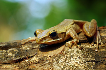 beautiful tree frog, animal closeup