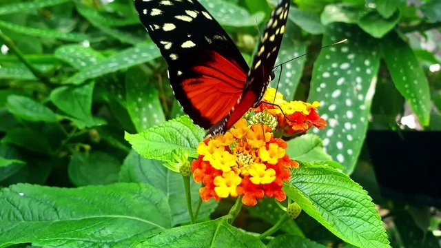 Close-up of a Heliconius hecale, the tiger longwing, Hecale longwing, golden longwing or golden heliconian on a flower