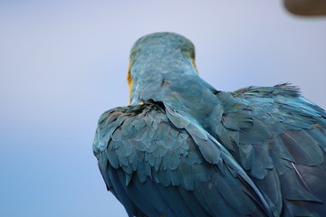 A macaw parrot looks toward the horizon.