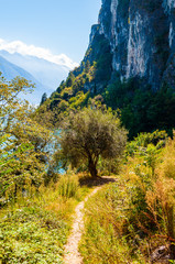 Scenic pathway leading to Garda lake shore under the dolomite mountain. Olive tree growing on beautiful meadow on wild beach of Garda lake under high rocky cliff. Nature scenery of Lombardy, Italy