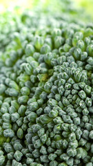 Brassica oleracea var italica Macro shot of fresh green broccoli.