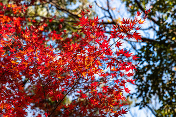maple tree in autumn season