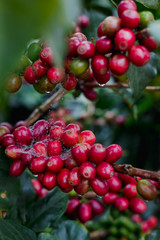 Granos de café en maduración