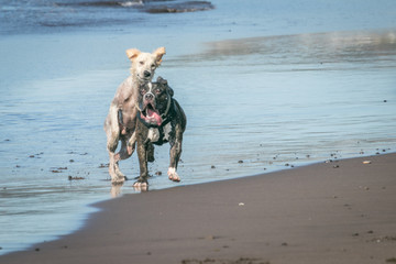 Two dogs having fun at the beach. This was taken at San Blas Beach in El Salvador