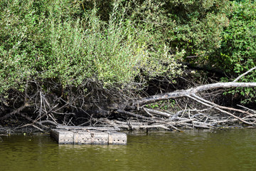 pêche nasse à moitier dans l'eau végétation en arrière plan au lac de grand lieu en loire atlantique