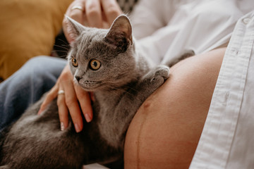 British grey cat lying at on pregnant woman's belly. Hands touching a cat