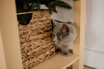 British cat hiding behing wicker box and Christmas tree