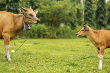 A herd of bright tropical Asian cows grazing on green grass. Big cow with calf