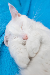 White cat sleeps on a blue plaid. The concept of pets, home comfort. Cute kitty.