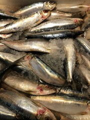 Obraz premium fresh fish on ice at the market