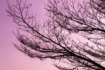 tree in blossom on pink background