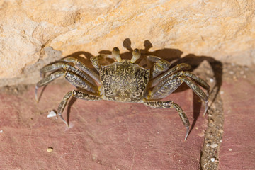Ghost crabs are semiterrestrial crabs subfamily Ocypodinae.  A male teenager. Arthropods on land.