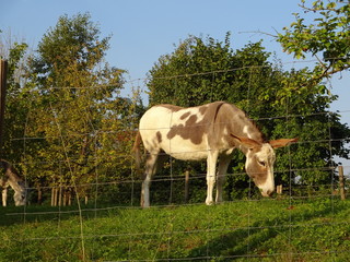 Grasendes Maultier in der Sonne