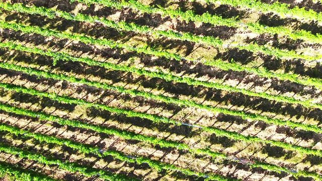 Aerial top down view of vineyards in Alsace, France