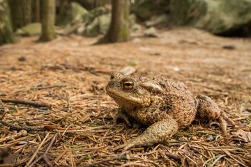 Common toad in the pool, spring mating, wildlife, isolated, Bufo bufoBufo bufofrog, 