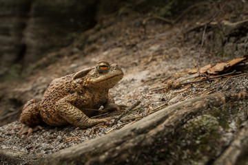 Common toad in the pool, spring mating, wildlife, isolated, Bufo bufoBufo bufofrog, 