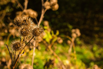 A autumn thistle, thistle seeds, golden colors, warm colors, thistle, Plants and Nature, colorful