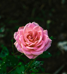 pink rose in the garden