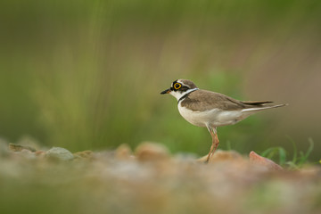 Little ringed plover, natural environment, shallow, close up, isolated,  Charadrius dubius