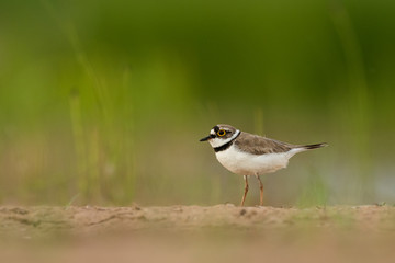 Little ringed plover, natural environment, shallow, close up, isolated,  Charadrius dubius