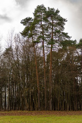 three pine tree in forest