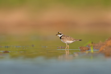 Little ringed plover, natural environment, shallow, close up, isolated,  Charadrius dubius