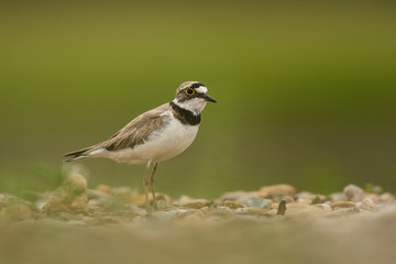 Little ringed plover, natural environment, shallow, close up, isolated,  Charadrius dubius